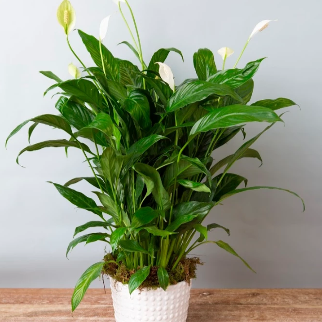 homebase indoor plant pots Green Plant | Cabbage Rose
